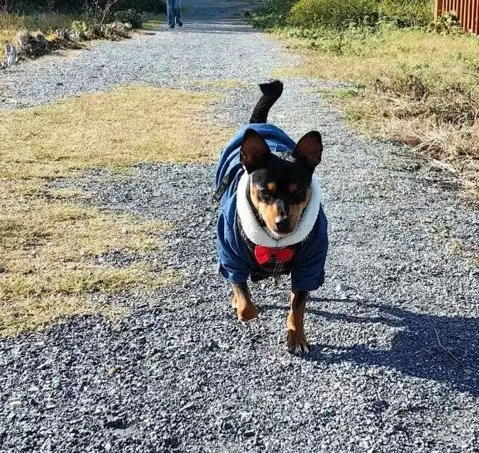 Dog Clothes Puppy Pet Dog Coat Jacket For Small Medium Dog Warm Chihuahua Yorkies Hoodie Pets Clothing with hock Dog Clothes Puppy Pet Dog Coat Jacket For Small Medium Dog Warm Chihuahua Yorkies Hoodie Pets Clothing with hock