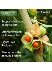Ambrosial multivitamin for active men with benefits for energy, muscle building, and immune support Ambrosial multivitamin for active men with benefits for energy, muscle building, and immune support