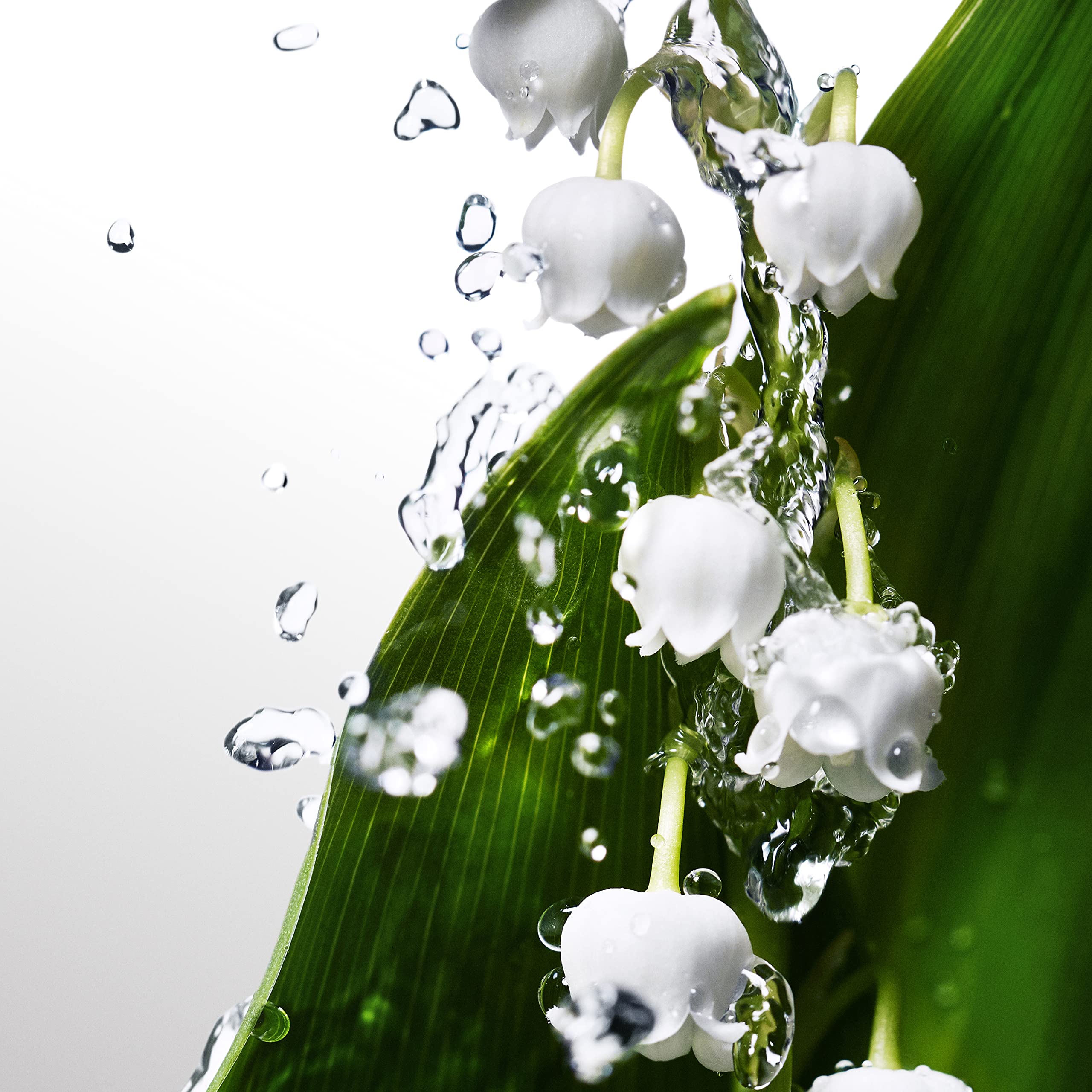 Fresh lily of the valley flowers with water droplets symbolizing Davidoff Cool Water perfume for women freshness Fresh lily of the valley flowers with water droplets symbolizing Davidoff Cool Water perfume for women freshness