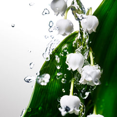 Fresh lily of the valley flowers with water droplets symbolizing Davidoff Cool Water perfume for women freshness Fresh lily of the valley flowers with water droplets symbolizing Davidoff Cool Water perfume for women freshness