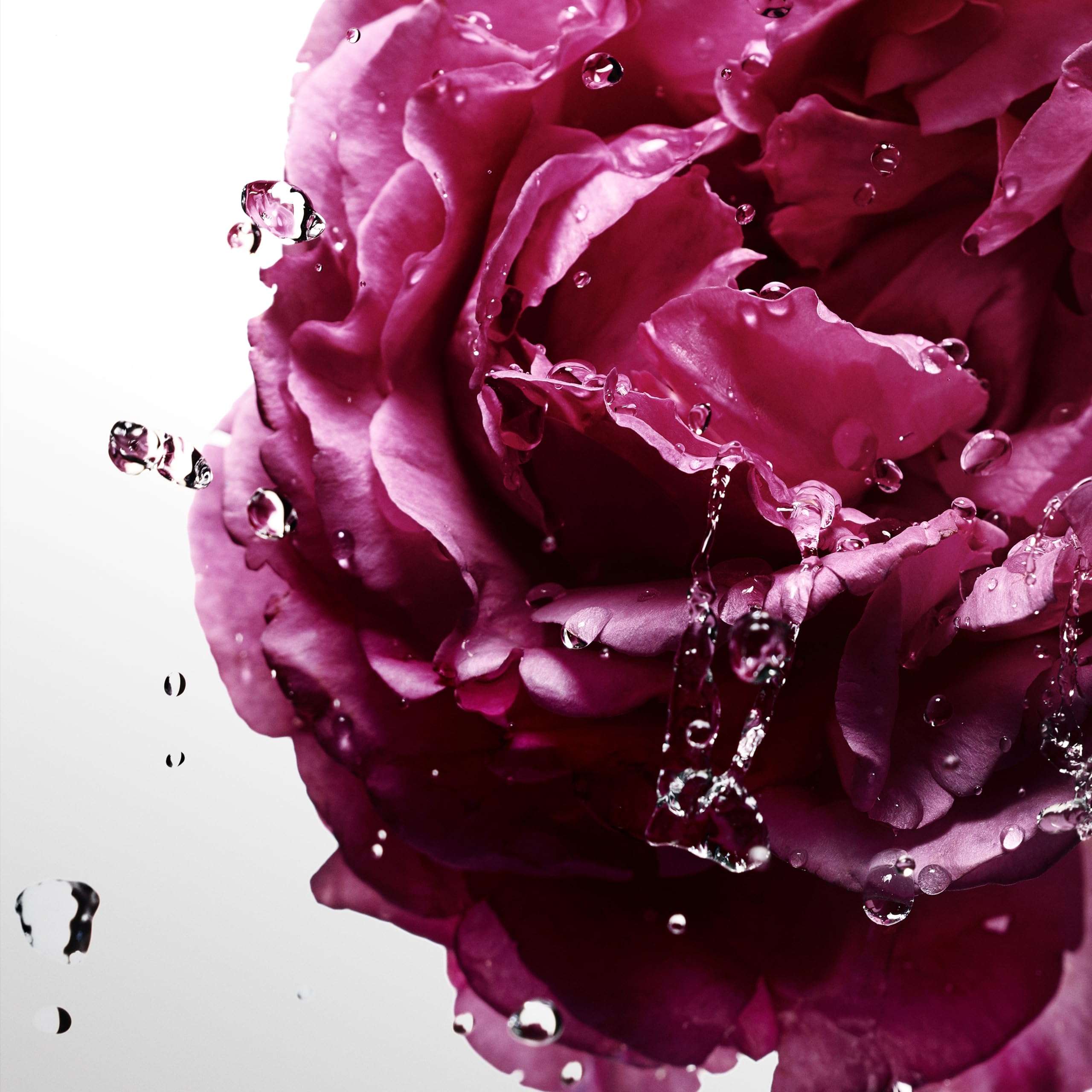 Close-up of pink rose with water droplets representing the freshness of Davidoff Cool Water Sea Rose for women Close-up of pink rose with water droplets representing the freshness of Davidoff Cool Water Sea Rose for women