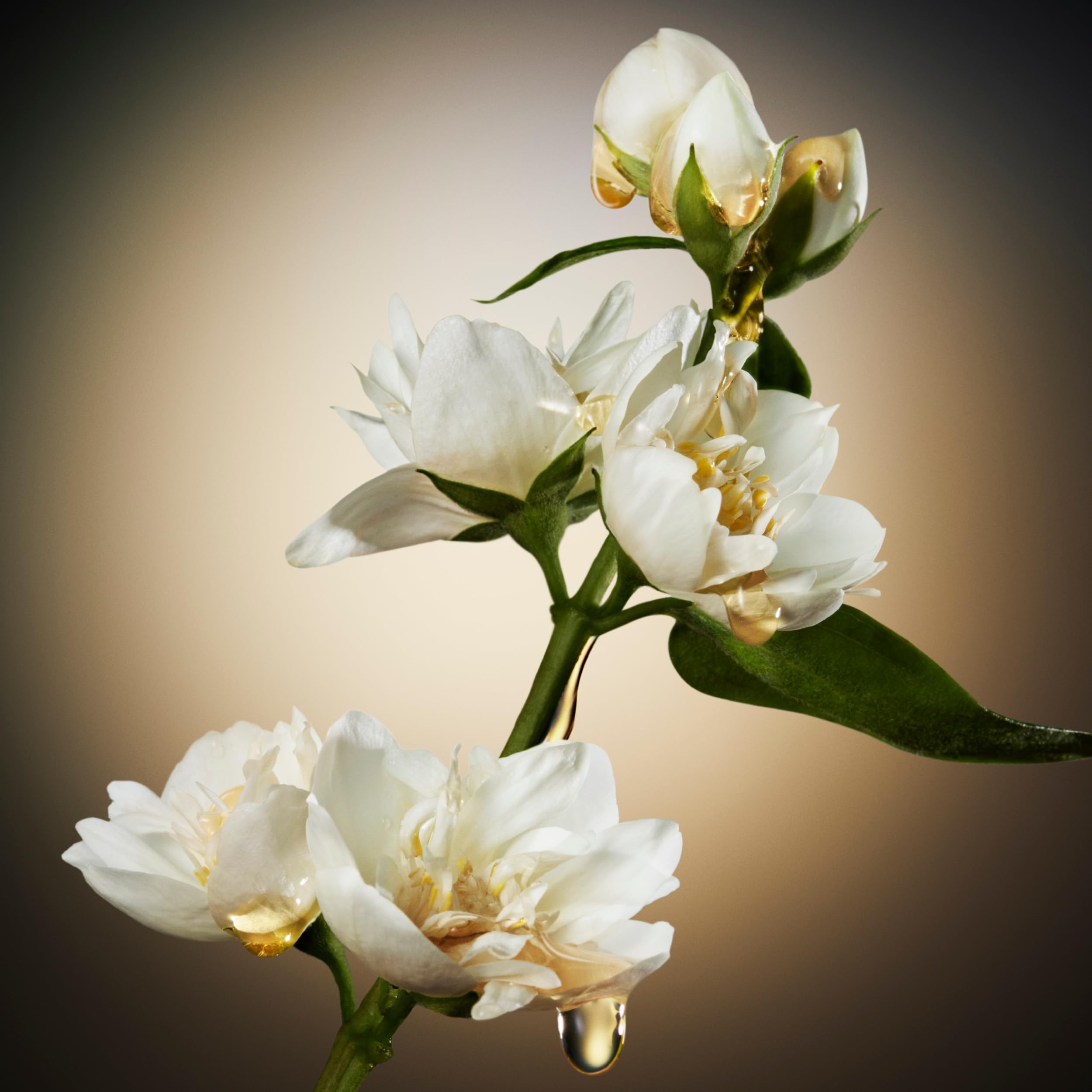 Close-up of white flowers with golden drops symbolizing the scent of Hugo Boss The Scent for women Close-up of white flowers with golden drops symbolizing the scent of Hugo Boss The Scent for women