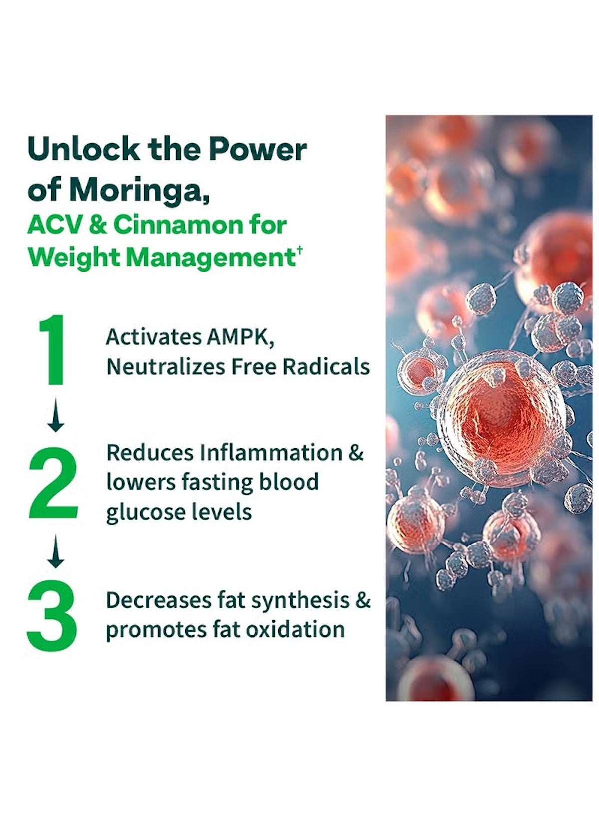 OZiva ACV moringa effervescent tablets benefits showcasing weight management, inflammation reduction, and fat oxidation OZiva ACV moringa effervescent tablets benefits showcasing weight management, inflammation reduction, and fat oxidation