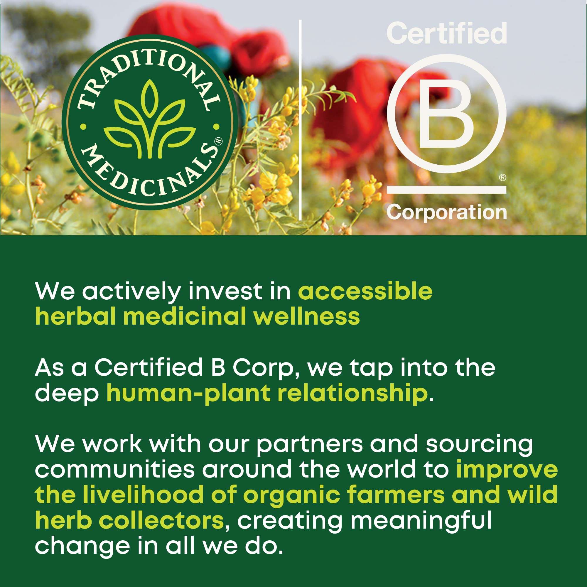 Traditional Medicinals nettle tea UAE banner showing brand logo Certified B Corp seal over herbal field and wellness Traditional Medicinals nettle tea UAE banner showing brand logo Certified B Corp seal over herbal field and wellness
