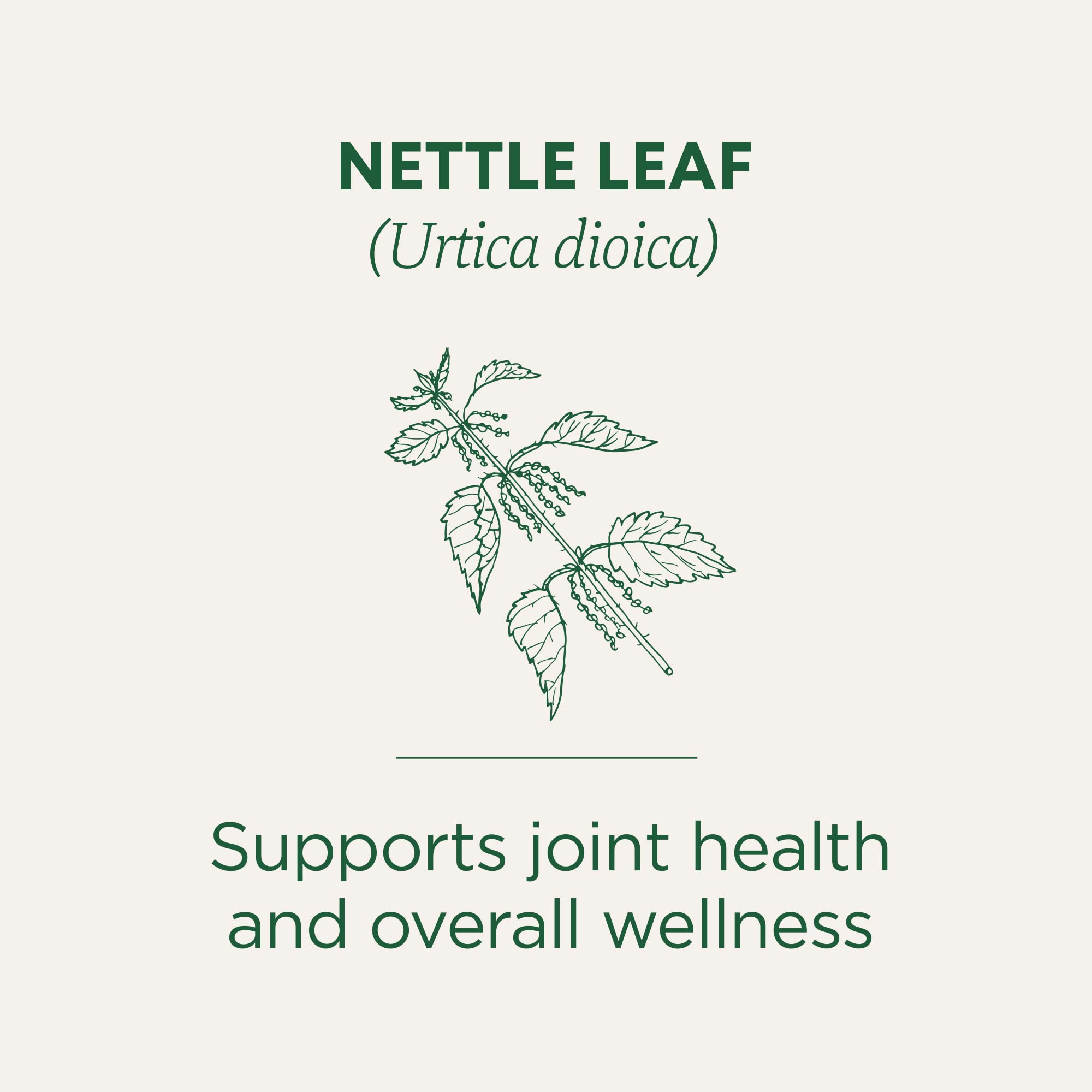 Traditional Medicinals nettle tea UAE label showing nettle leaf illustration and text supports joint health and overall wellness Traditional Medicinals nettle tea UAE label showing nettle leaf illustration and text supports joint health and overall wellness