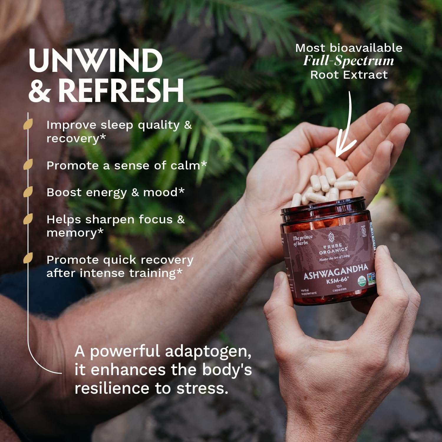 TRIBE ORGANICS jar of Ashwagandha KSM-66 capsules UAE poured into hand against outdoor greenery TRIBE ORGANICS jar of Ashwagandha KSM-66 capsules UAE poured into hand against outdoor greenery