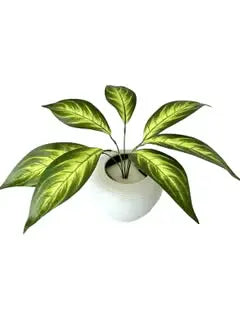 Pack of 2 Lush Green Rose Plants - Mumzar