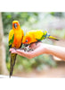 Volo Seedy Parakeet Mix 520g