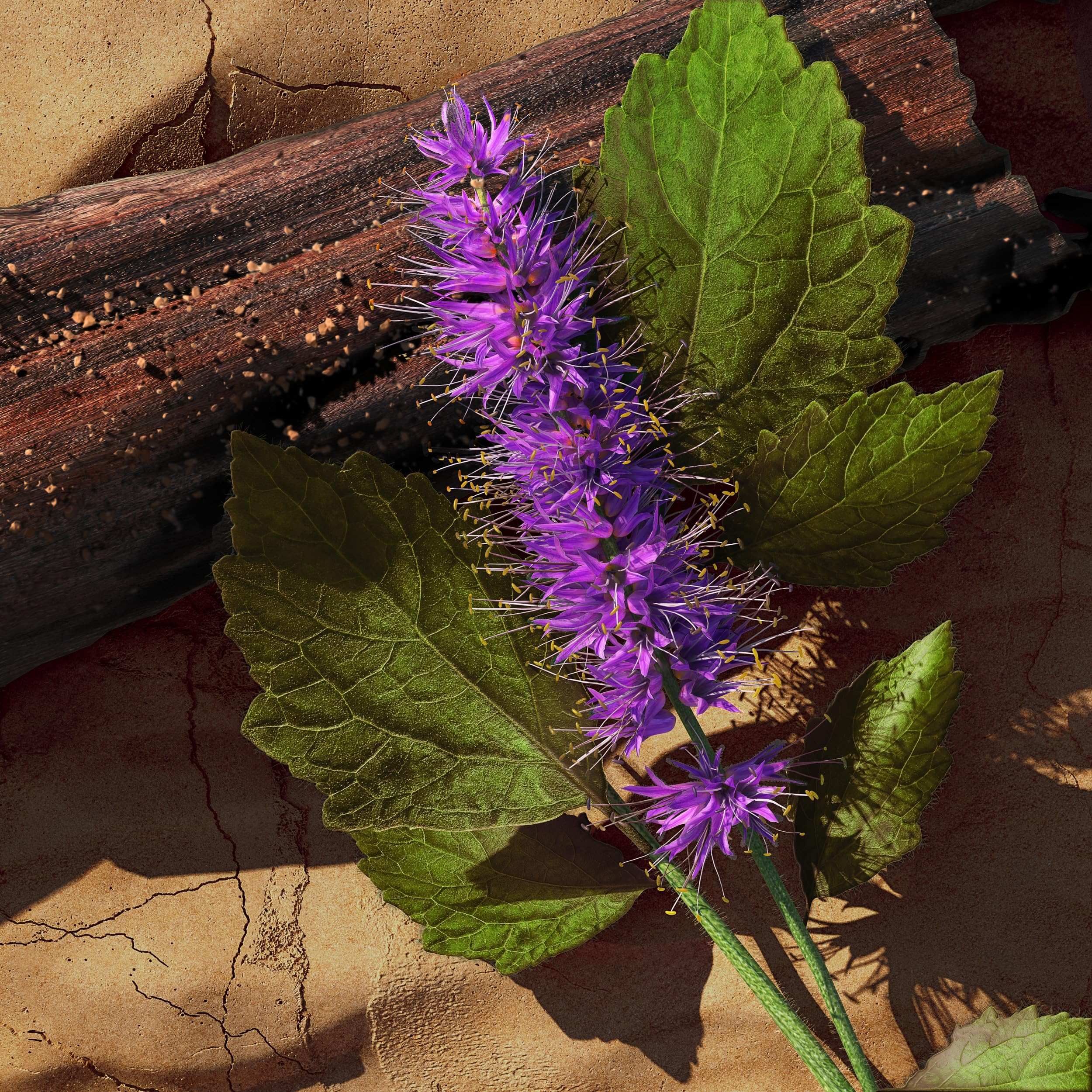 Davidoff Zeno Eau de Toilette for Men, 125ml