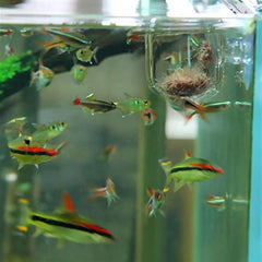 Acrylic Aquatic Plant Cup Aquarium Fish Tank Glass Plant Pot with suction holder Feeding Container Stand for Aquarium Lanscape