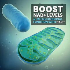 مكمل NAD+ - كبسولات نيكوتيناميد ريبوسيد الليبوسومية مع ريسفيراترول وكيرسيتين لمكافحة الشيخوخة، وصحة الخلايا والجلد