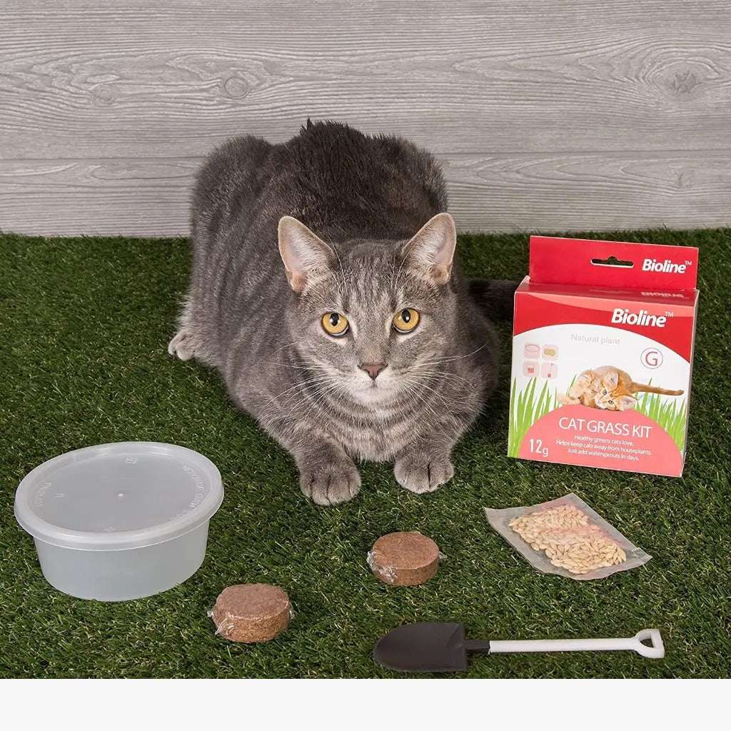Bioline Catgrass Kit 12g – Healthy Digestive Support for Cats