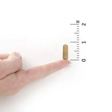 Probiotic capsule in hand next to size ruler, vegetarian supplement capsule
