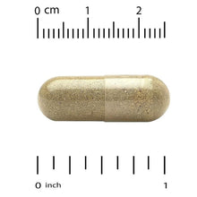 Lemon balm extract capsule with size scale in inches above and below