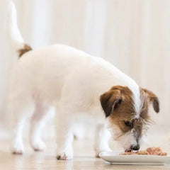Schesir Dog Wet Food – Chicken Fillets with Lamb in Jelly, 340g (4 x 85g)