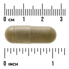 Moringa oleifera supplement capsule, olive green, shown next to inch scale
