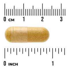 Beige herbal capsule with transparent center, shown with 0–1 inch scale
