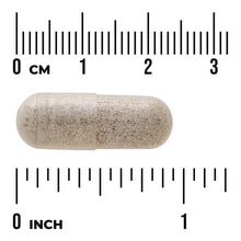 Sea cucumber supplement capsule, light beige speckled, shown with inch and cm scale