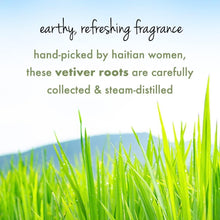 Vetiver roots and green grass blades illustration for a refreshing fragrance