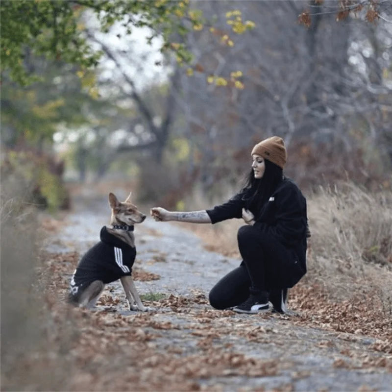 Adidog dog hoodie on a pet being fed by a person in a scenic outdoor setting