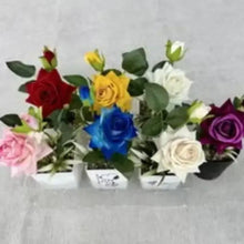Artificial mixed rose arrangement in white pots with green leaves