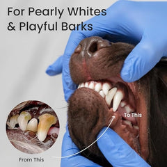 Bioline beef flavor dog toothpaste promoting healthy teeth and gums for dogs with before and after images