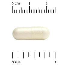 White probiotic capsule shown with inch measurement scale
