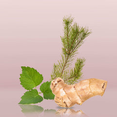 Calvin Klein Euphoria for men fragrance ingredients featuring fresh green leaves and ginger root on pink background