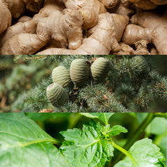 Ingredients including ginger, pine cones, and fresh green leaves for Calvin Klein Euphoria for men fragrance