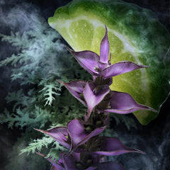 Davidoff Champion for men fragrance with fresh lime and purple flower notes on a smoky background
