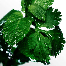 Green leaves with water droplets, botanical detail