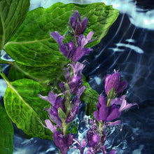 Green leaves and purple flower spikes with water droplets and splashes
