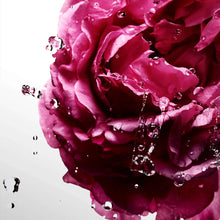 Women’s floral fragrance, close-up deep pink rose petals with water droplets