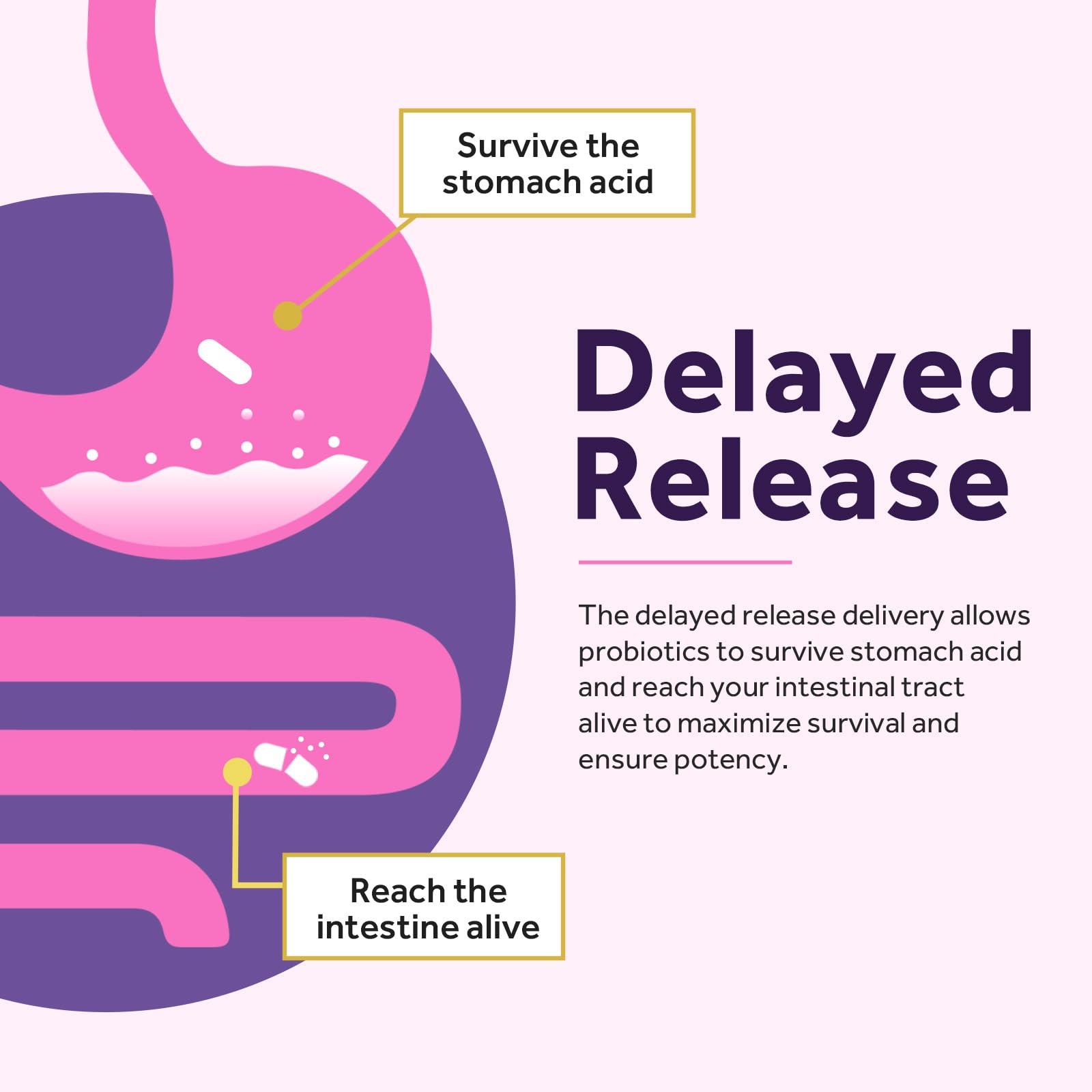 Delayed release diagram of supplement surviving stomach acid to reach intestine alive probiotics for women 50 billion CFU
