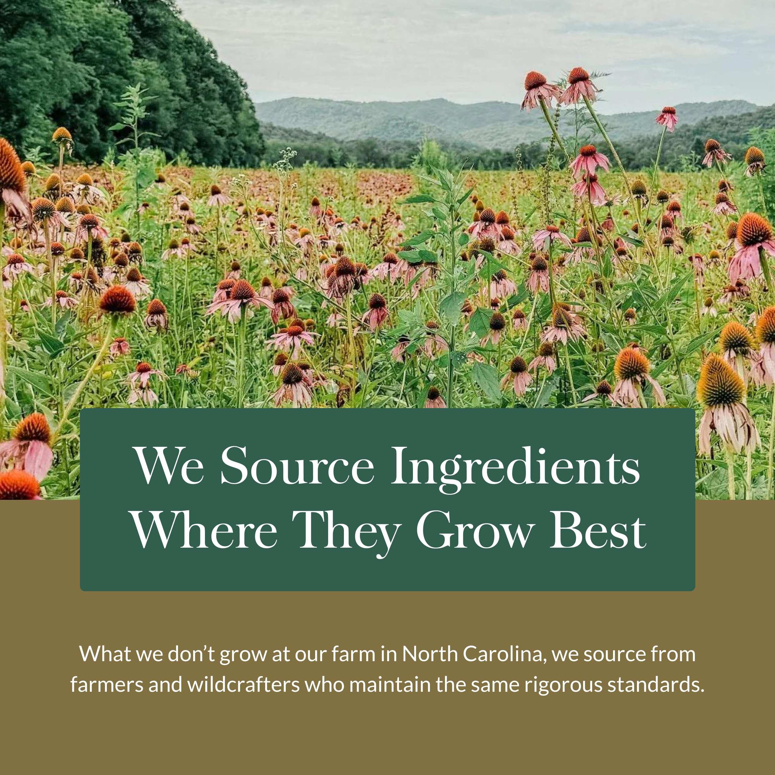 Gaia Herbs Ashwagandha 120 count promotional image showing a wildflower herb field sourcing message and distant hills