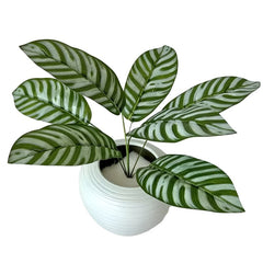 Zebra Leaf Green plant with green zebra stripe decor leaves in a white textured pot by Huitich