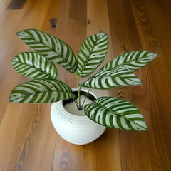 Huitich Zebra Leaf Green plant with green zebra stripe decor leaves in white pot on wooden floor