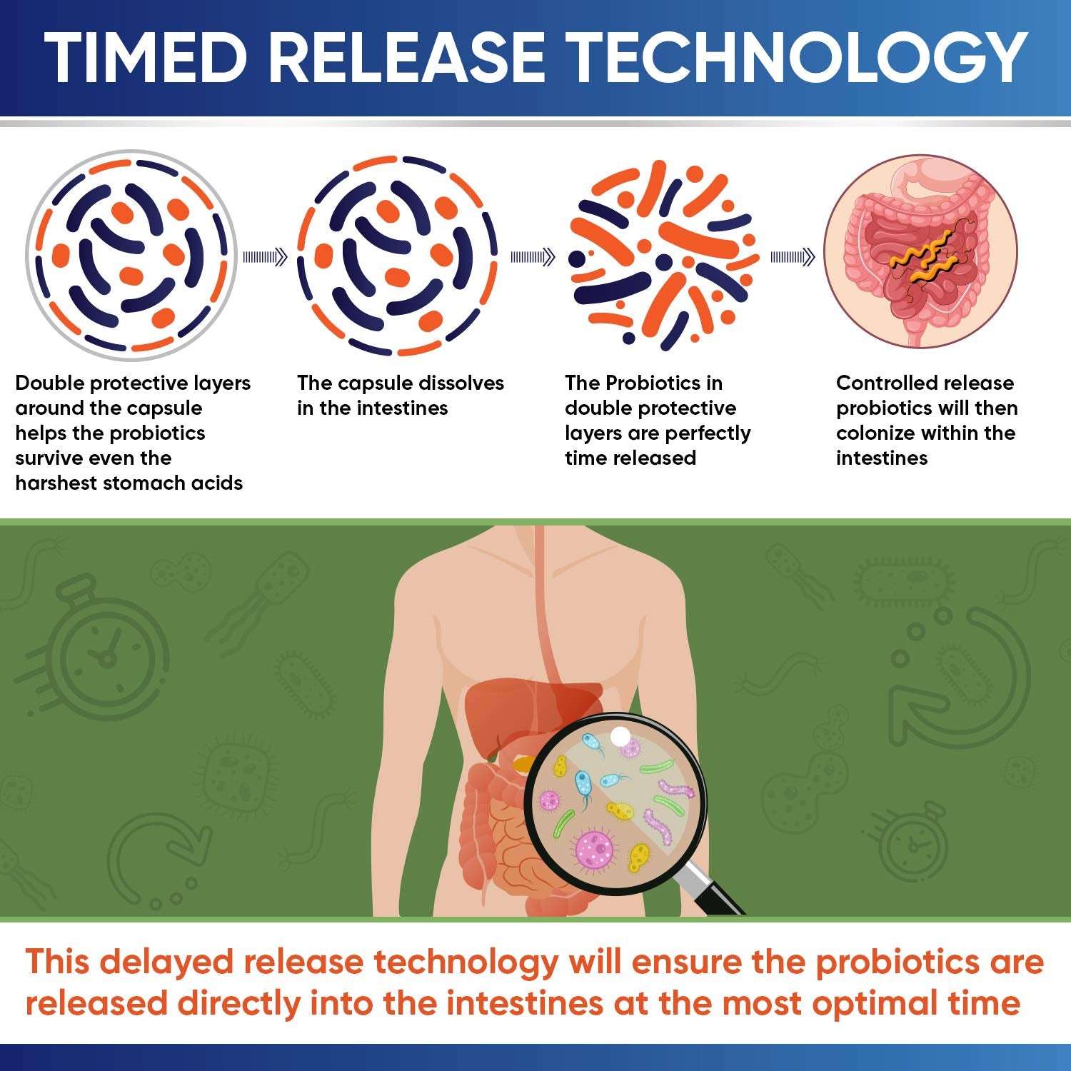 Wholesome Wellness timed release technology diagram of intestines and magnified microbes for 100 billion CFU probiotics supplement