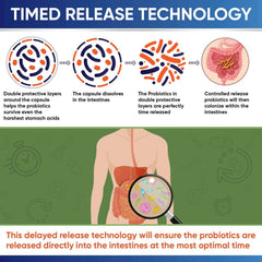 Wholesome Wellness timed release technology diagram of intestines and magnified microbes for 100 billion CFU probiotics supplement