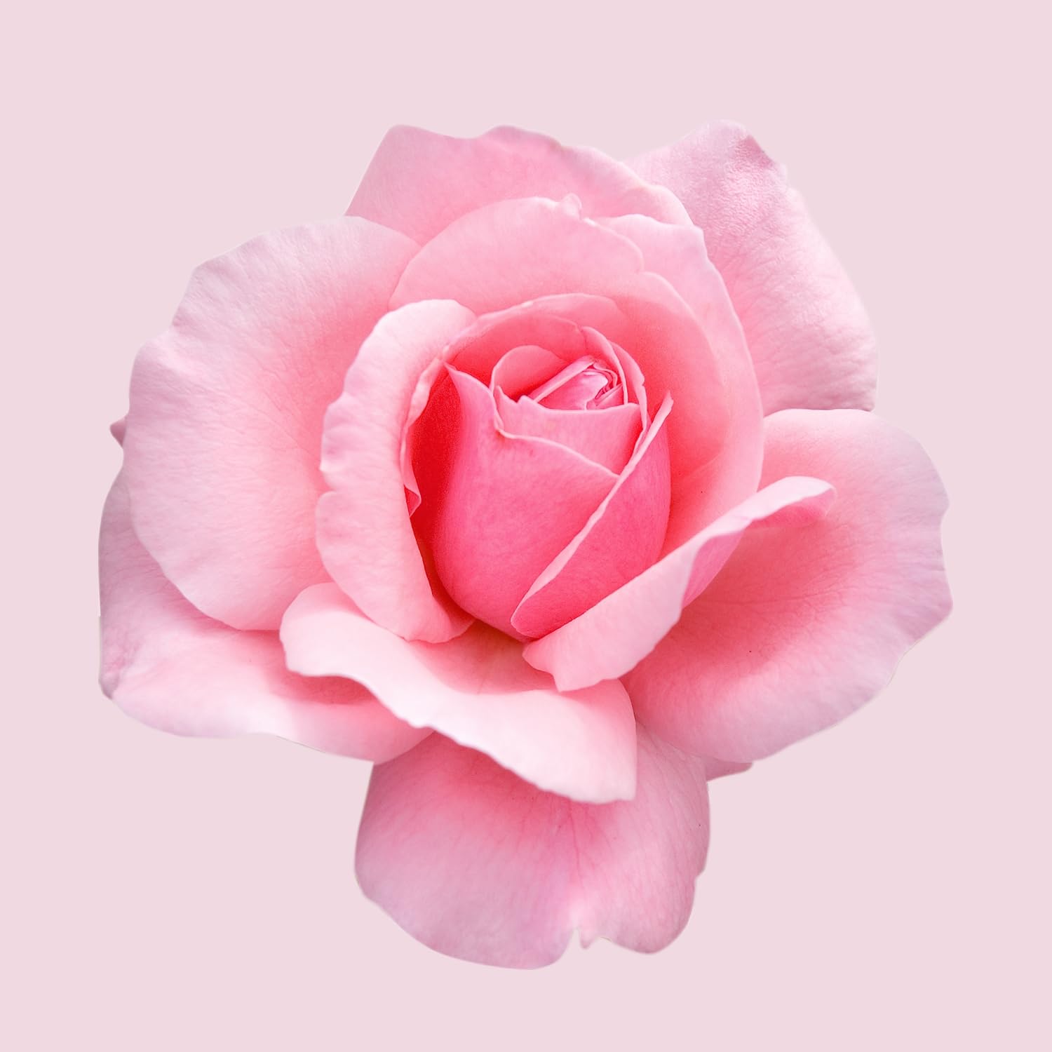 Close-up of a delicate pink rose representing the floral scent of Hugo Boss Ma Vie for women