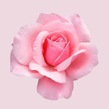 Pink rose flower decoration with layered petals