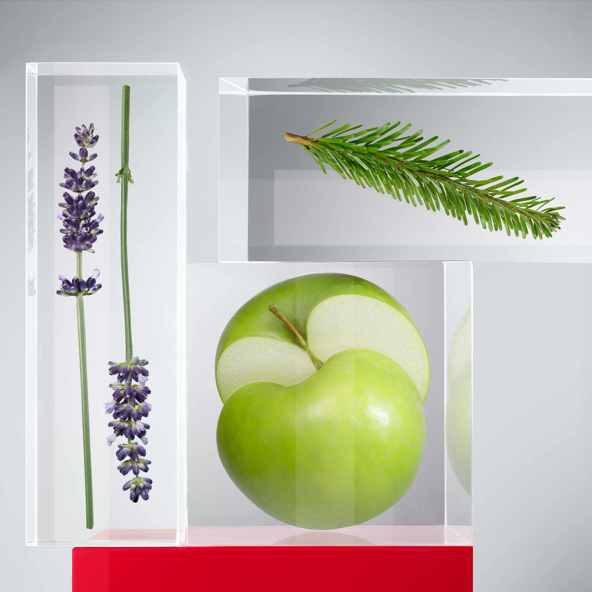 Lavender, green apple, and pine branch displayed in clear blocks representing Hugo Boss Man fragrance for men 