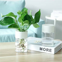 Huitich A - Express Transparent Plant Vase for Home Decor - Mumzar