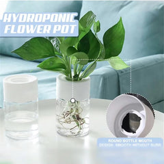 Huitich A - Express Transparent Plant Vase for Home Decor - Mumzar