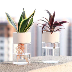 Huitich A - Express Transparent Plant Vase for Home Decor - Mumzar