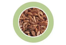 Close-up of dried gammarus shrimp in a circular cutout