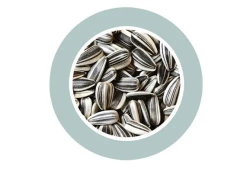 Padovan Sunseeds 500g for birds with rich nutrients, ideal for healthy bird diets