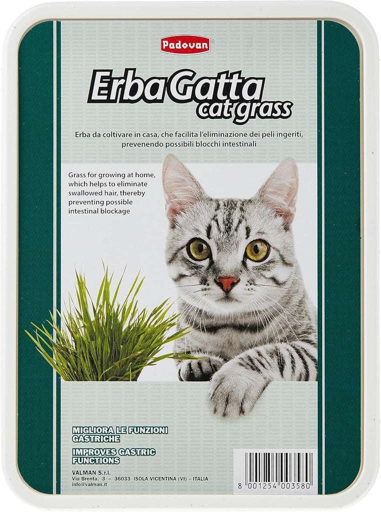 Padovan cat grass for indoor cats in a tin with a playful cat and fresh green grass
