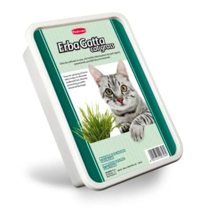 Padovan cat grass for indoor cats in a tray, promoting health and digestive well-being for felines