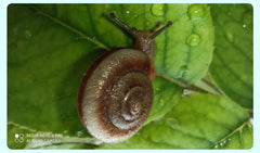 Macro photo of a snail on a green leaf taken with used Redmi Note 8 Pro for sale to show camera quality